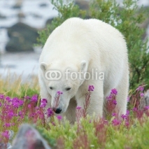 Naklejki Polar Bear sniffing in the fire weed CP WB
