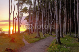 Naklejki Sunrise at a beech forest at the Baltic Sea