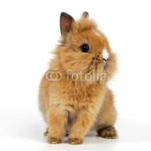 Fototapety junges Kaninchen