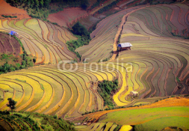 Fototapety rice field on terraced. Terraced rice fields in Vietnam