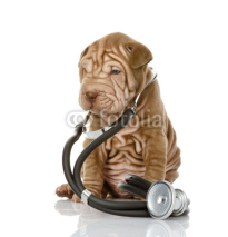Naklejki sharpei puppy dog with a stethoscope on his neck. isolated 