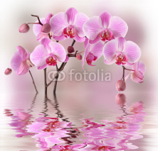 Naklejki Pink orchids with water reflexion