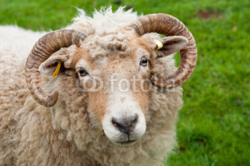 Fototapety Sheep with horns