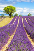 Fototapety Lavender field with tree