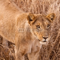 Naklejki Female lion walking  through the grass