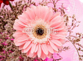 Naklejki beautiful gerbera flower