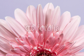Fototapety Gerbera flower blossom.