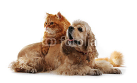 Naklejki American cocker spaniel and red cat together isolated on white