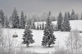 Naklejki Fairy winter landscape with fir trees