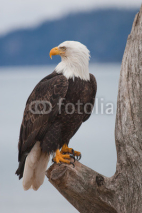 Naklejki American Bald Eagle