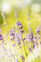 Naklejki Lavender flowers bloom summer  time