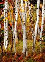 Obrazy i plakaty Fall Birch Trees