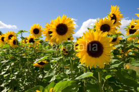 Fototapety Sonnenblumen