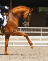 Fototapety Dressage: portrait of sorrel horse