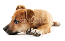 Fototapety Puppy isolated on white