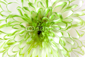 Fototapety White - green flower closeup