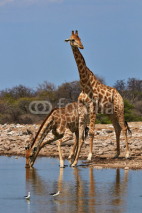Naklejki Two giraffes drinking in a waterhole in the Etosha National Park