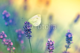 Naklejki Butterfly on lavender