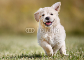 Naklejki Playful golden retriever puppy