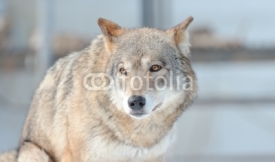 Fototapety portrait of the wolf