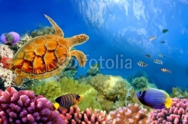 Fototapety Photo of a coral colony and turtle