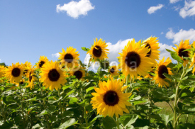 Fototapety Sonnenblumen