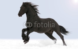 Naklejki The horse gallops through the snow