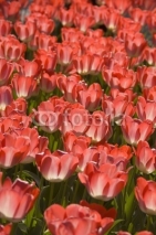 Fototapety tulipani