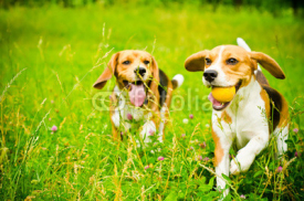 Obrazy i plakaty two beagle