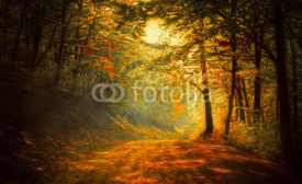 Naklejki Autumn in the forest