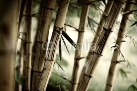 Naklejki Bamboo forest background
