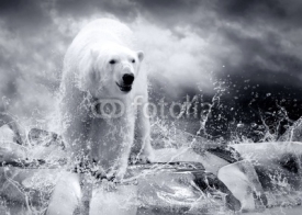 Fototapety White Polar Bear Hunter on the Ice in water drops.