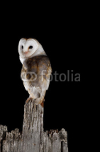 Naklejki Common Barn Owl
