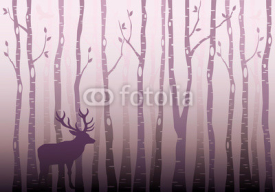 Obrazy i plakaty Birch tree forest, vector
