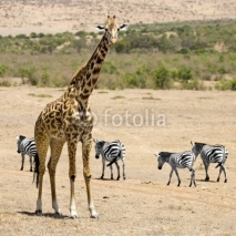 Fototapety girafe masaï