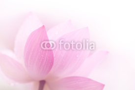 Fototapety Closeup on lotus petal