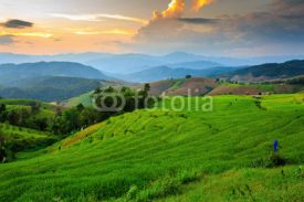 Naklejki steps rice field