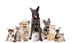 Fototapety Group of cats and dogs in front. looking at camera. isolated 