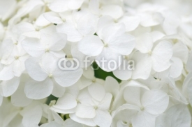 Fototapety White hydrangea blossoms as background