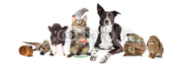 Naklejki Group of Domestic Pets Sitting Together