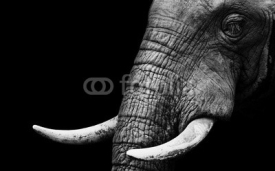 Naklejki African Elephant Close Up