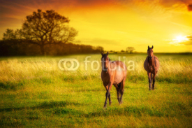Naklejki Horses At Sunset