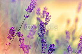 Obrazy i plakaty Soft focus on lavender