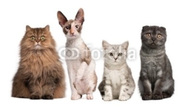 Naklejki Group of cats sitting in front of white background