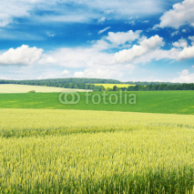 Naklejki Wheat field and blue sky