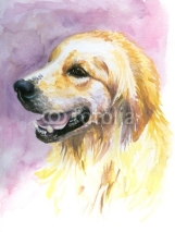 Fototapety Labrador golden retriever watercolor painted.