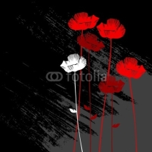 Fototapety floral background, poppy with a space for your text