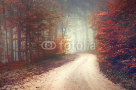 Naklejki Dreamy forest road