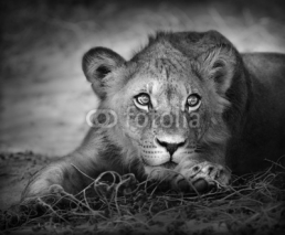 Naklejki Young lion portrait