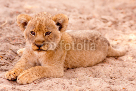 Naklejki Cute Lion Cub
